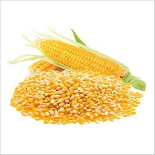 Corn Maize Yellow Corn Broken Maize
